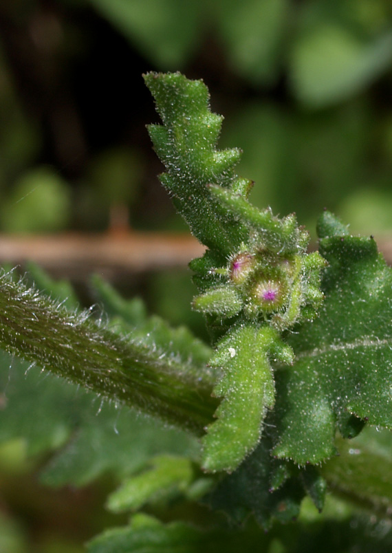 Senecio lividus